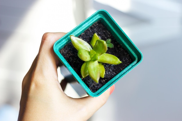 Una pequeña suculenta en una olla verde