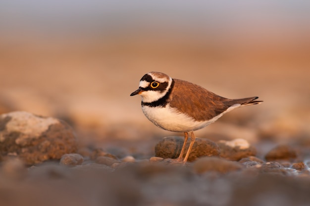 Pequena tarambola-anelada, Charadrius dubius ao pôr do sol com espaço de cópia