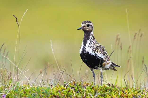 Pequena tarambola-dourada em um prado no verão