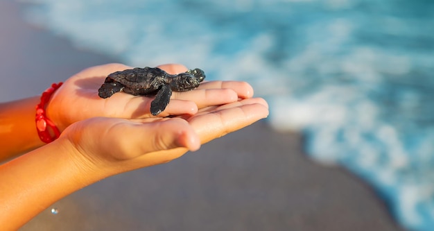 Pequena tartaruga à beira-mar nas mãos de uma criança. foco seletivo.