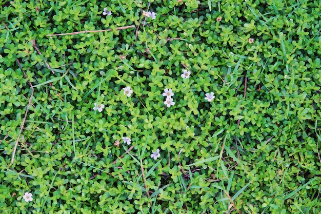 Pequeña textura de fondo de hojas y flores