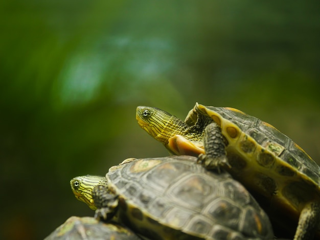 Una pequeña tortuga asiática