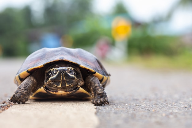 Pequeña tortuga caminando en la carretera