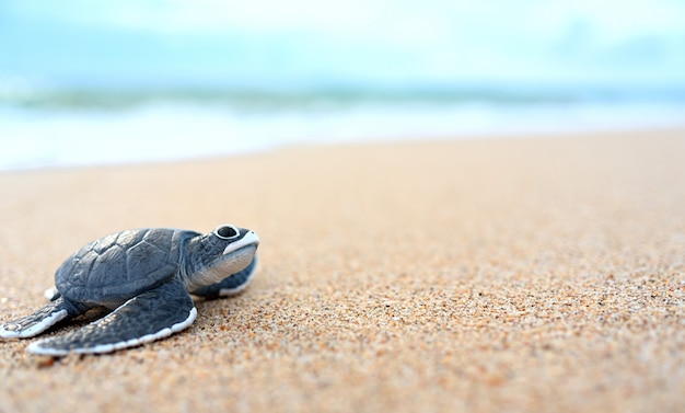 Foto pequeña tortuga en una playa blanca