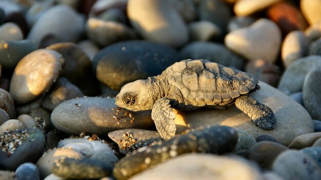 Pequeña tortuga en las rocas al sol cerca del mar