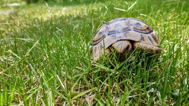 La pequeña tortuga se sienta en la hierba. Verano. Israel