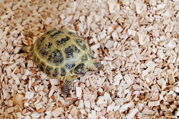 Pequeña tortuga terrestre asiática en astillas de madera.