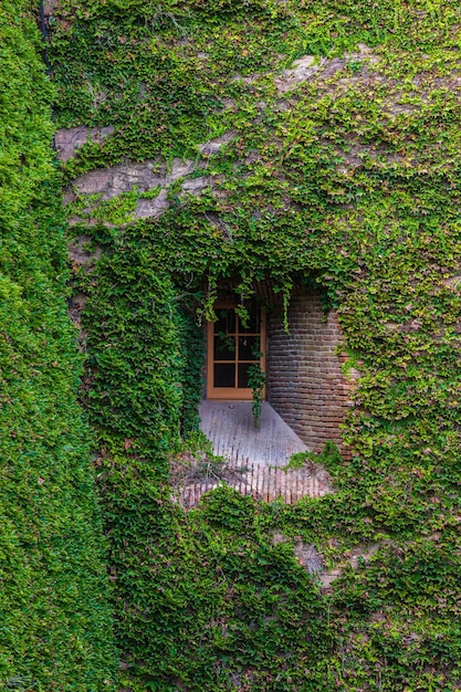 Pequeña ventana en la pared verde