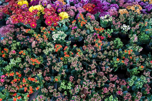 Pequeña vista colorida delicada de las flores de la primavera con el fondo oscuro