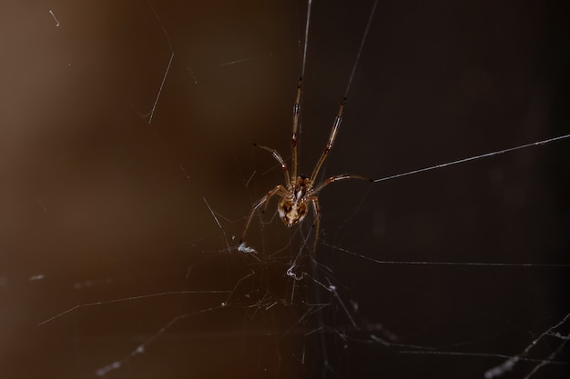 Pequena viúva parda da espécie latrodectus geometricus