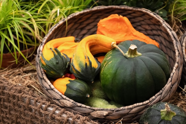 Pequenas abóboras decorativas em cesta de vime na feira de fazendeiros outonal