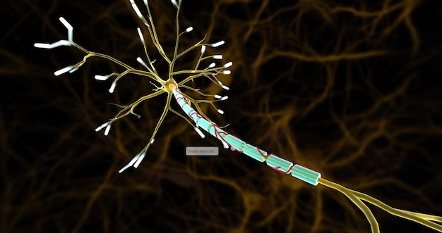 Pequenas artérias chamadas vasa nevorum fornecem sangue aos nervos e às bainhas de mielina que cobrem os axônios nervosos