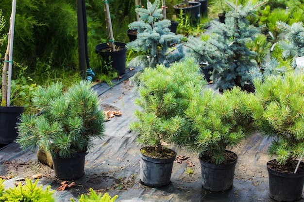 Pequenas árvores coníferas cultivadas em vasos para serem vendidas na variante Natal Eco para substituir o abeto cortado Árvore de Natal em vaso para ser cultivada no quintal