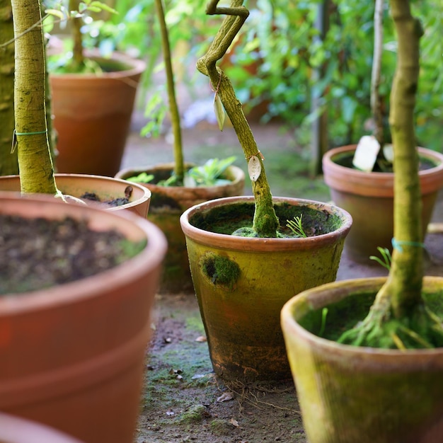 Pequenas árvores crescendo em antigos vasos de cerâmica de terracota cobertos com musgo verde para jardinagem doméstica