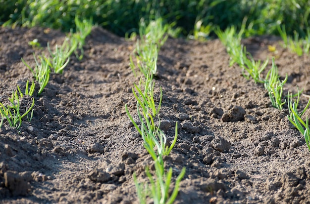 Pequenas árvores de diferentes tamanhos crescem no chão, incluindo fundos verdes ambientais