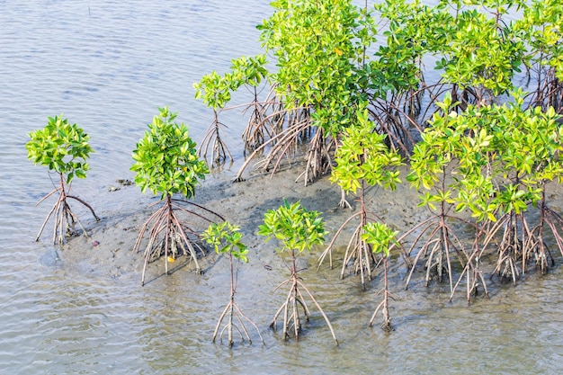 Pequenas árvores de mangue