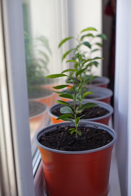 Pequenas árvores de tangerina em um vaso no peitoril da janela Cultivo de uma árvore cítrica decorativa