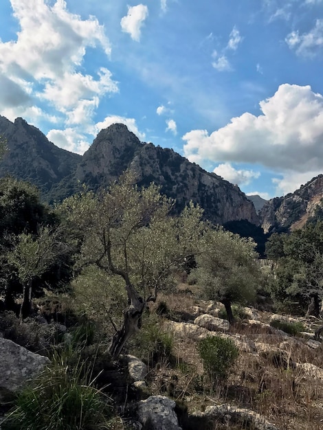 Pequenas árvores e arbustos crescem nas encostas das montanhas contra o fundo do céu azul brilhante