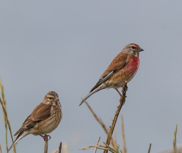 pequeñas aves de diferentes colores y diferentes canciones iluminan el verano