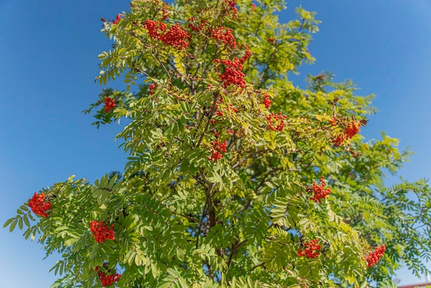 Pequeñas bayas rojas en un árbol en un parque público
