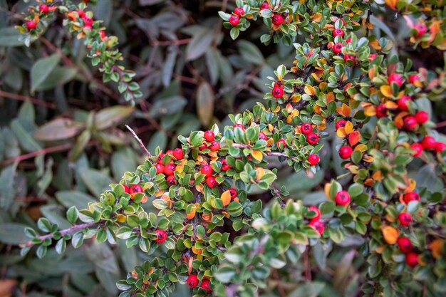 Pequeñas bayas rojas en un arbusto afuera en otoño invierno plantas florecen en Navidad ramas perennes hojas verdes y bayas rojas decoración navideña