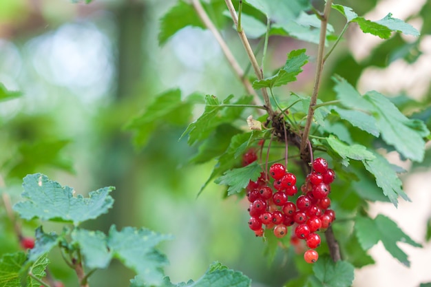 Pequeñas bayas rojas debajo del primer verde de las hojas