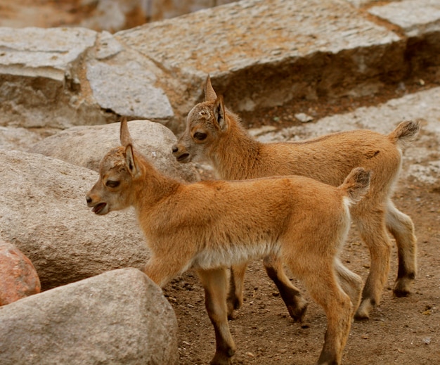 Pequeñas cabras bebé en campo en primavera