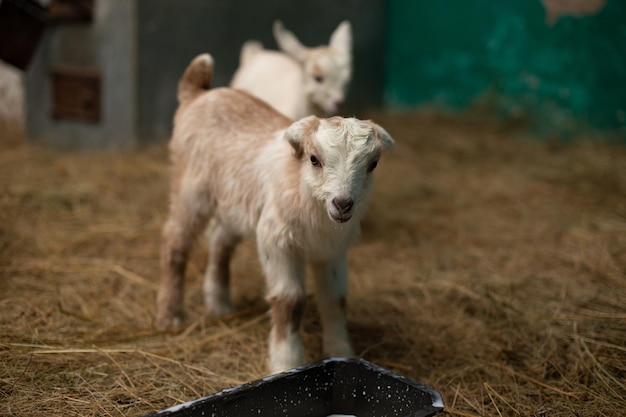 Pequeñas cabras bebé con lindos bozales