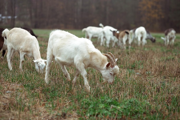 Pequeñas cabras lindas comen hierba en el campo contra el fondo del bosque en el pueblo