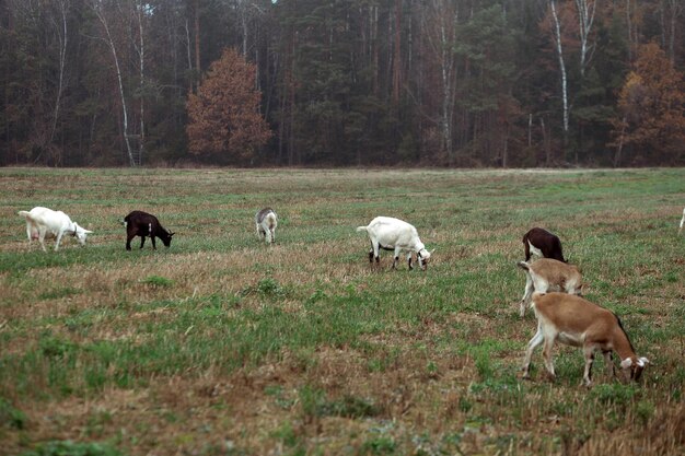 Pequeñas cabras lindas comen hierba en el campo contra el fondo del bosque en el pueblo