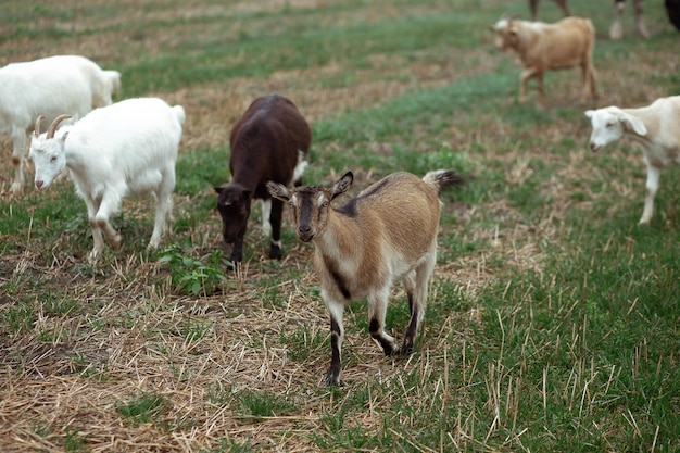 Pequeñas cabras lindas comen hierba en el campo contra el fondo del bosque en el pueblo