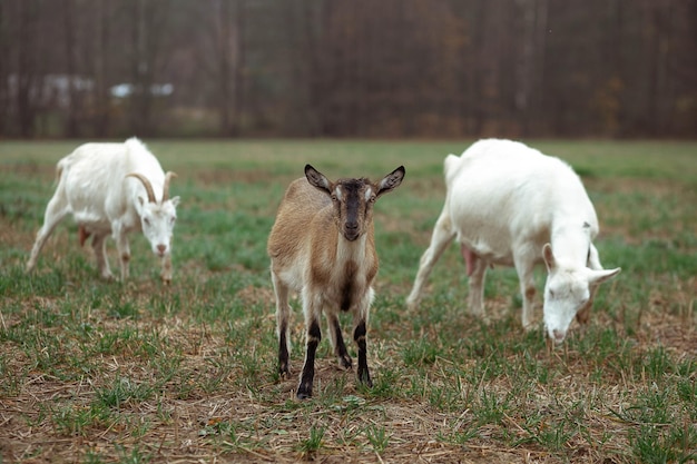 Pequeñas cabras lindas pastan en el campo contra el telón de fondo del bosque en el pueblo