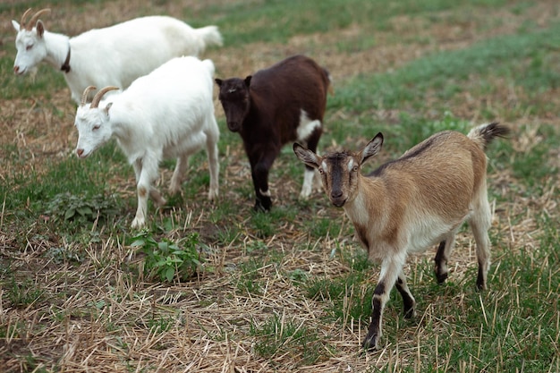 Pequeñas cabras lindas pastan en el campo contra el telón de fondo del bosque en el pueblo