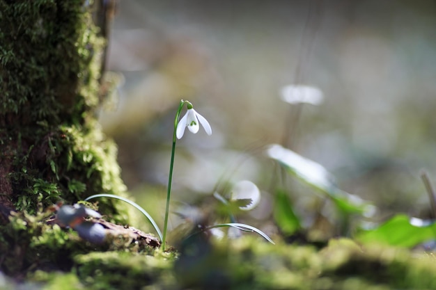 Foto pequeñas caídas de nieve a principios de la primavera creciendo por todo el lugar en europa y oriente medio