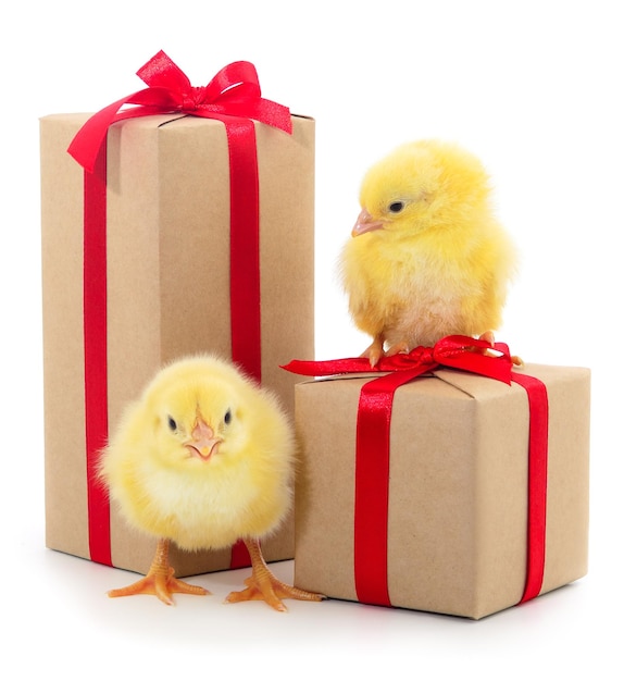 Pequeñas cajas de pollo y regalo aisladas