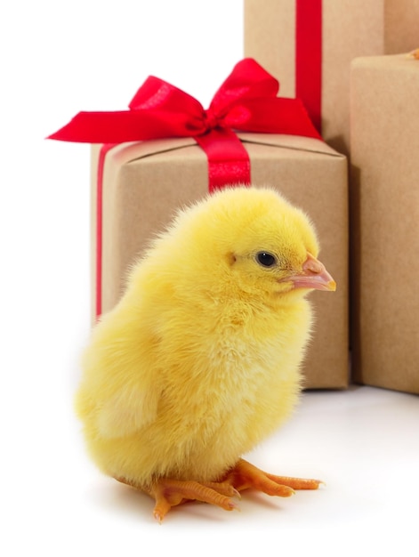 Pequeñas cajas de pollo y regalo aisladas