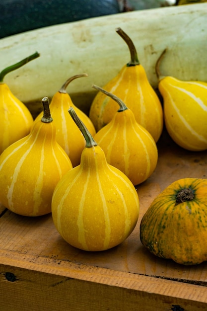 Pequeñas calabazas amarillas en forma de botella