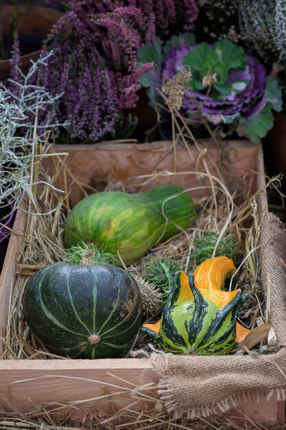 Pequeñas calabazas decorativas en caja de madera