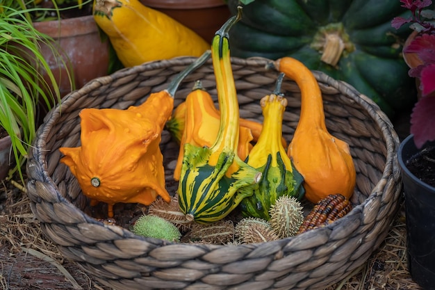 Pequeñas calabazas decorativas en una cesta de mimbre