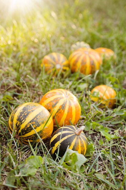 Pequeñas calabazas decorativas esparcidas sobre la hierba. Otoño.