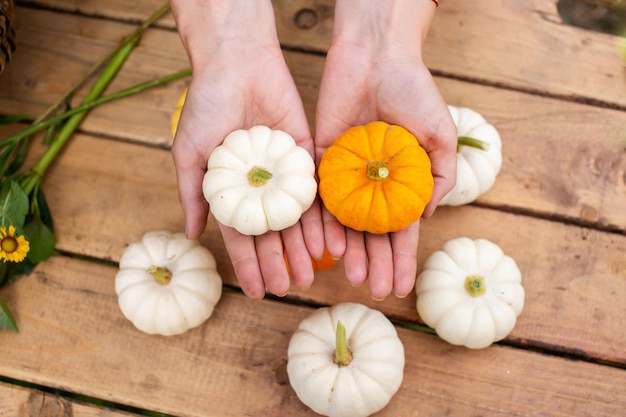 Pequeñas calabazas de diferentes colores yacen en la palma de tu mano cerca de una mesa de madera