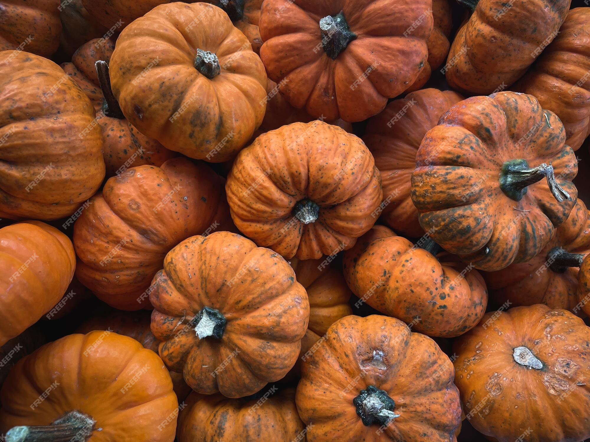 Pequeñas calabazas de halloween con hermosos colores | Foto Premium Pequeñas calabazas de halloween con hermosos colores | Foto Premium