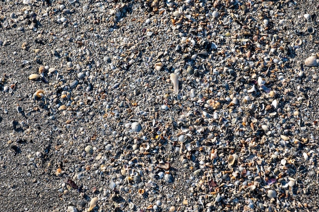 Foto pequeñas conchas y arena en la playa.