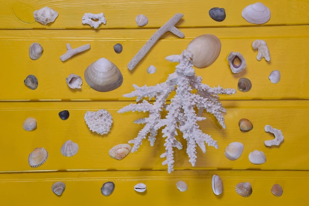 Pequenas conchas e corais de diferentes tamanhos e cores estão espalhados sobre um fundo amarelo de madeira.