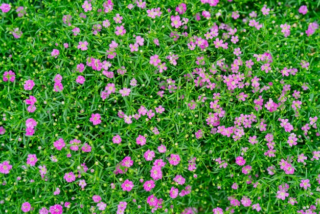 Pequenas e lindas flores no verão no campo