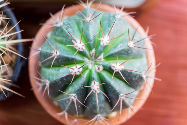 Pequeñas especies de cactus en jarrón marrón, vista superior, endecha plana