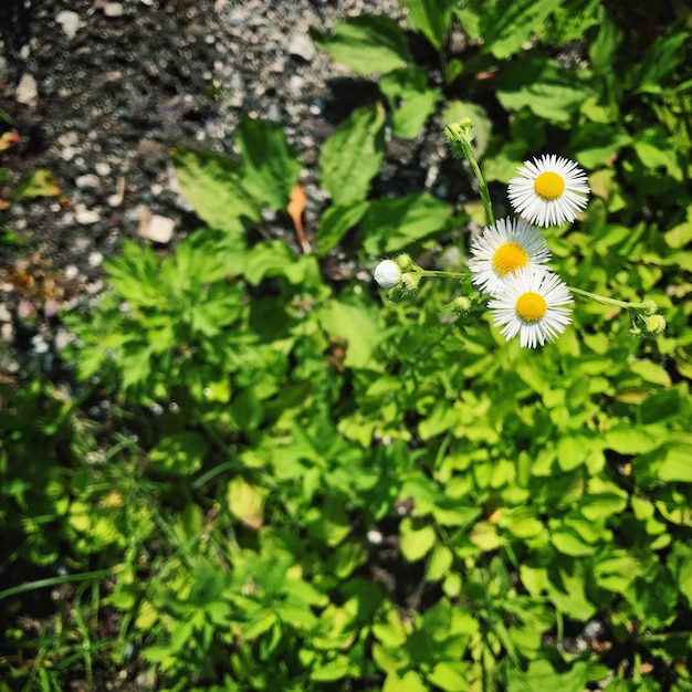 Pequeñas florecillas blancas en el Monte Fuji, Japón