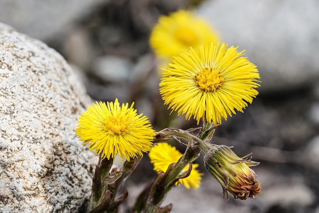 Foto pequenas flores amarelas brilhantes tussilago farfara crescendo em solo cinzento e folhas secas detalhe macro de close-up