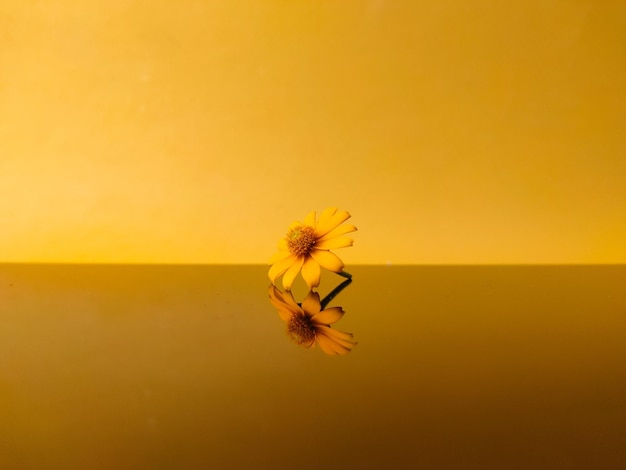 Pequenas flores amarelas com reflexo em um fundo amarelo