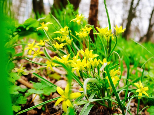 Pequenas flores amarelas de Gagea lutea ou macrofotografia de cebola de ganso com belo bokeh